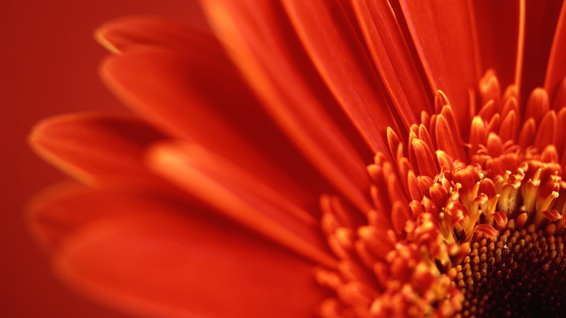 Red Gerbera Daisy2527518893